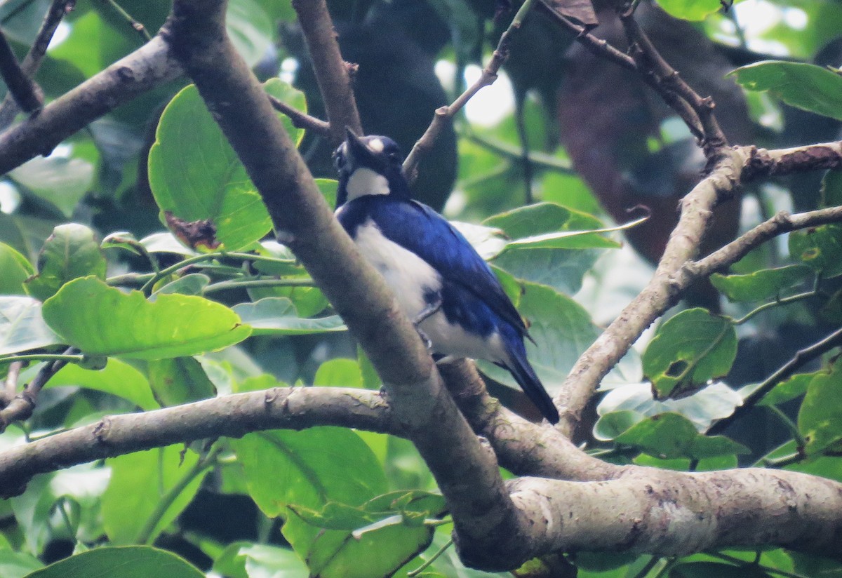 Blue-and-white Kingfisher - ML645355975