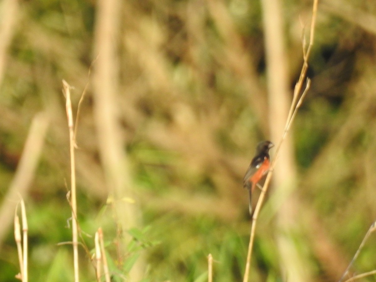 Chestnut-bellied Seed-Finch - ML645355977