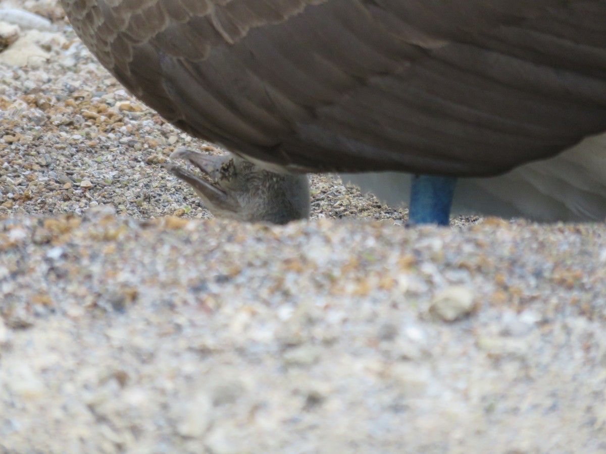 Blue-footed Booby - ML645355981