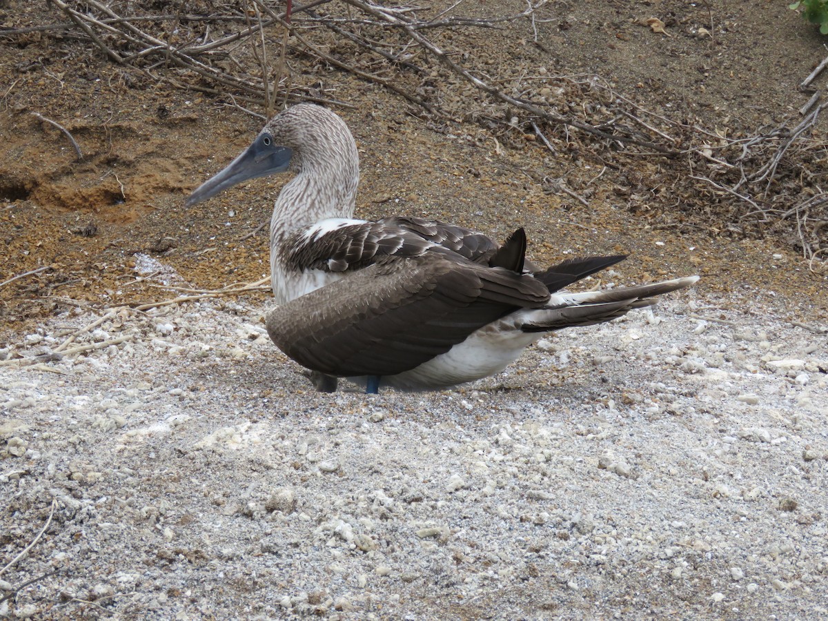 Blue-footed Booby - ML645355983