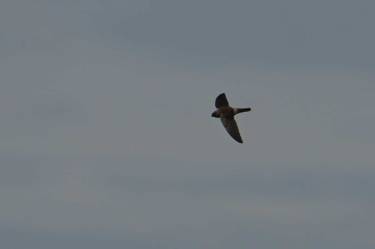 salangana světlebřichá - ML645355984