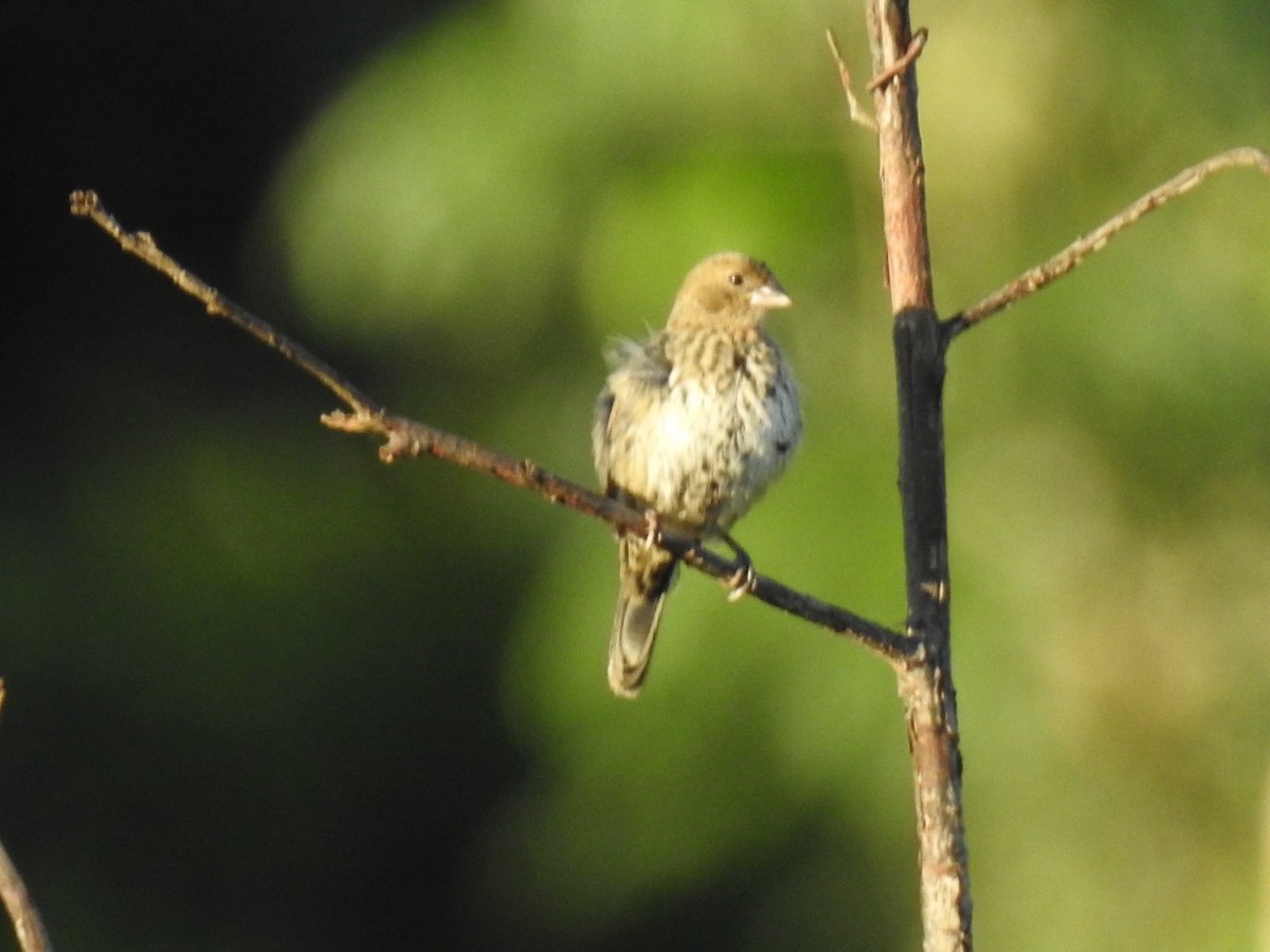 Blue-black Grassquit - ML645355986