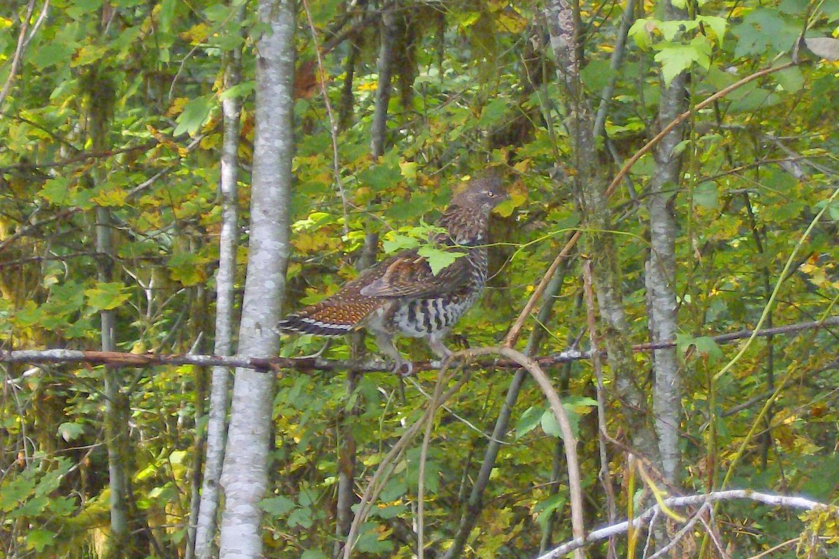 Ruffed Grouse - ML645355995