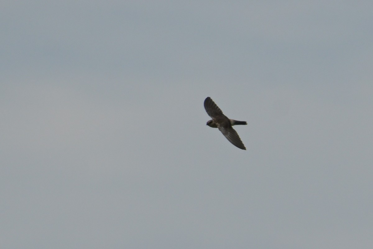 salangana světlebřichá - ML645355998