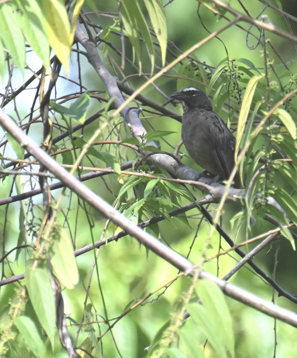 Cinnamon-bellied Saltator - ML645355999