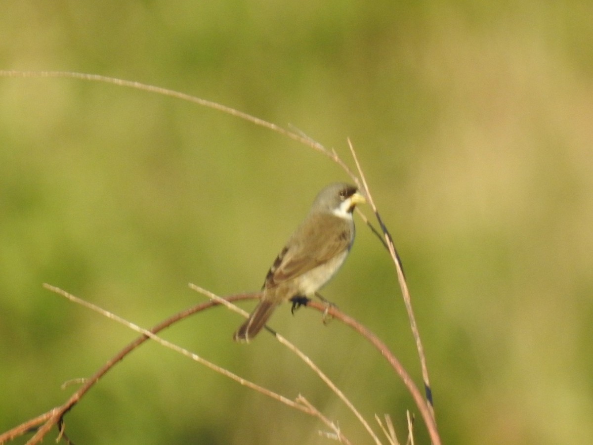 Double-collared Seedeater - ML645356000