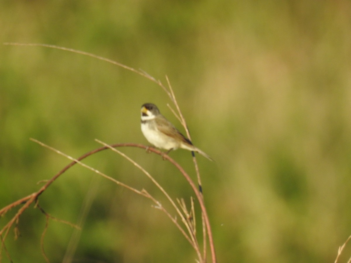 Double-collared Seedeater - ML645356001