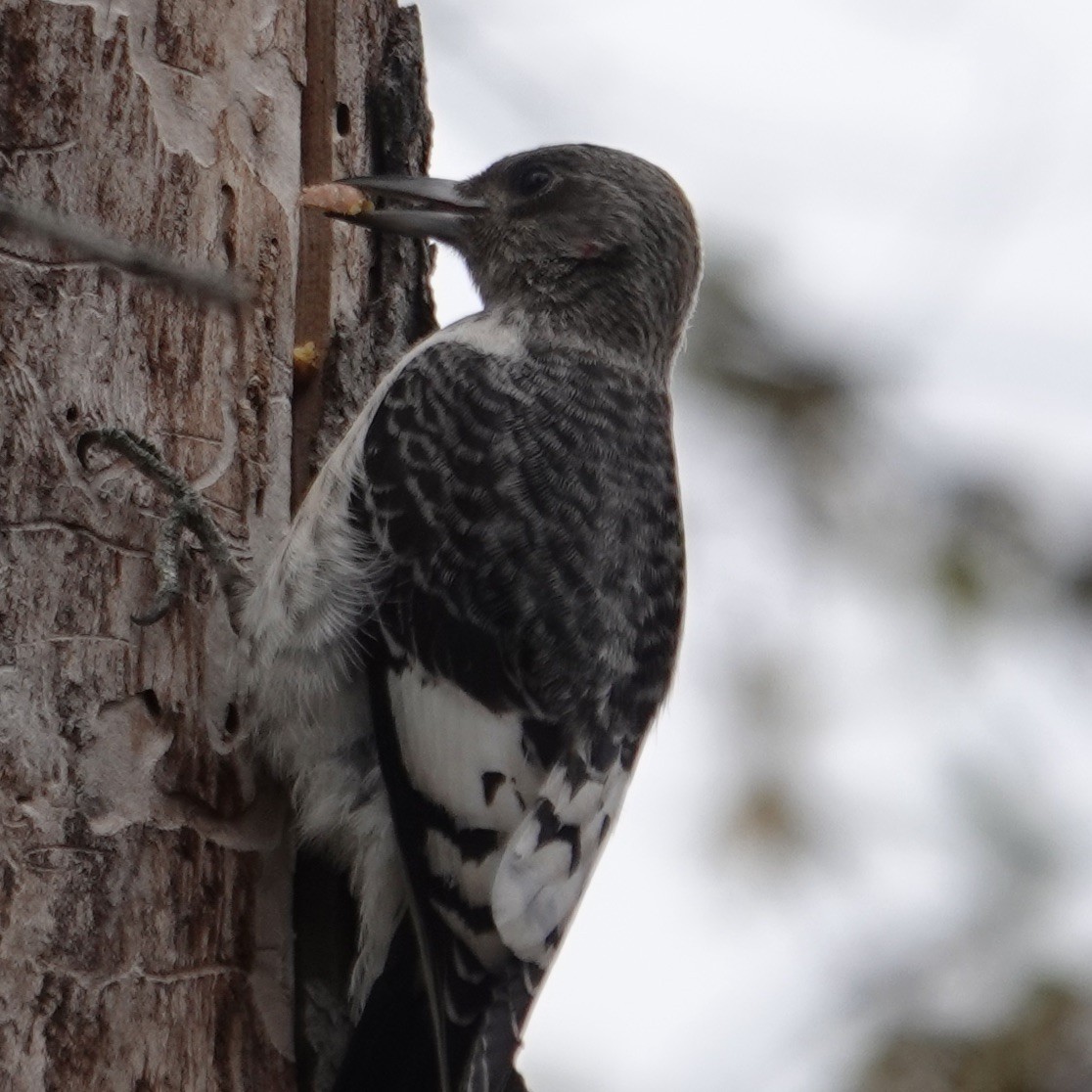Red-headed Woodpecker - ML645356009