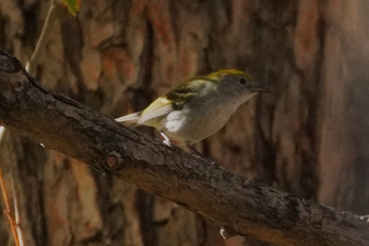 lesňáček rezavoboký - ML645356018