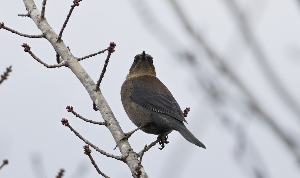 Rusty Blackbird - ML645356021