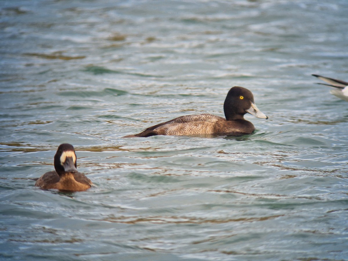 Lesser Scaup - ML645356042