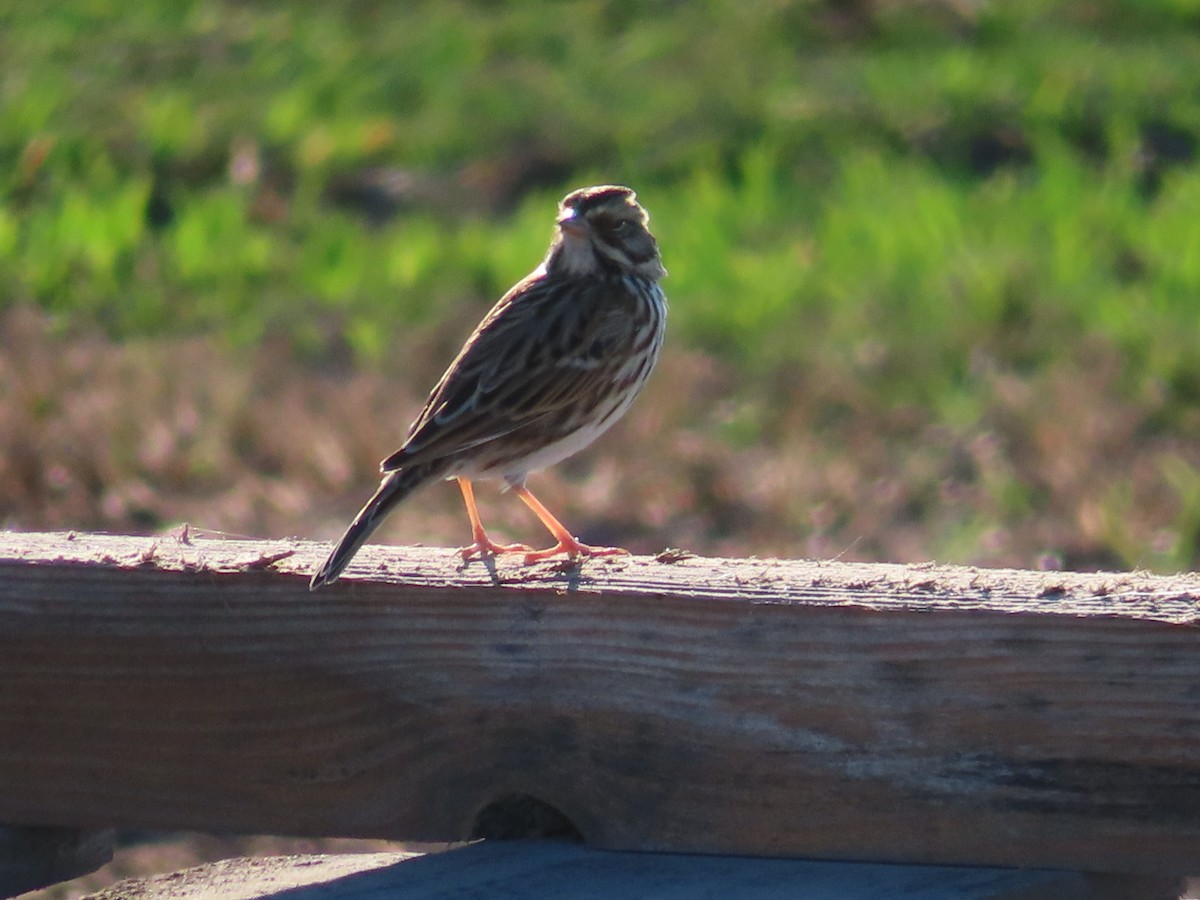 Savannah Sparrow - ML645356043