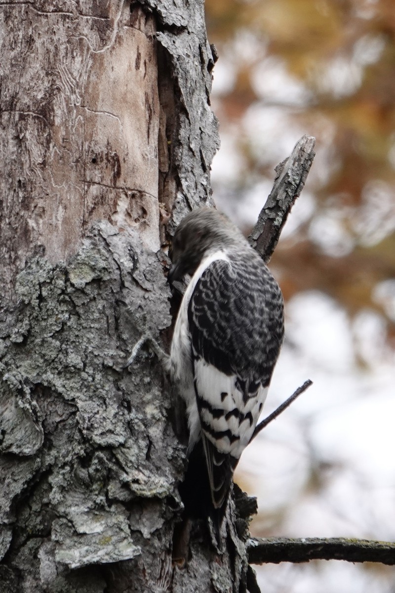 Red-headed Woodpecker - ML645356046