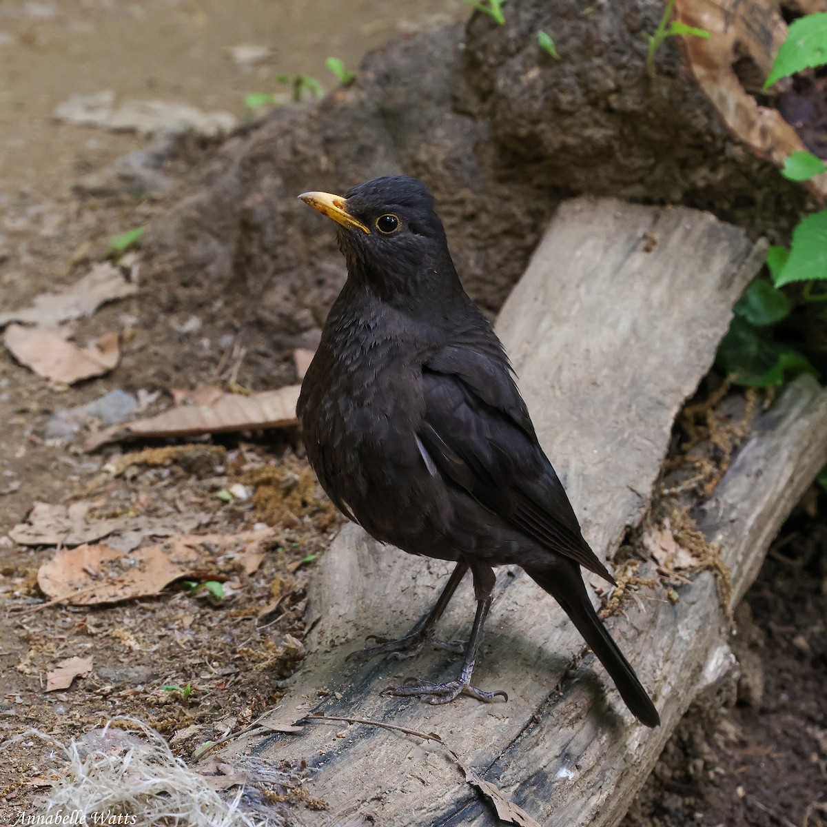 Chinese Blackbird - ML645356051