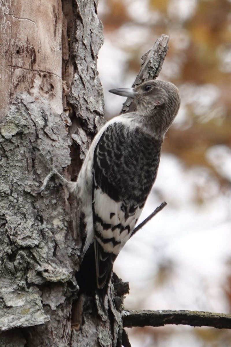Red-headed Woodpecker - ML645356055