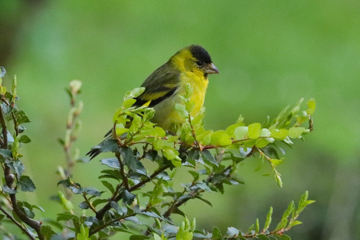 čížek vousatý - ML645356056