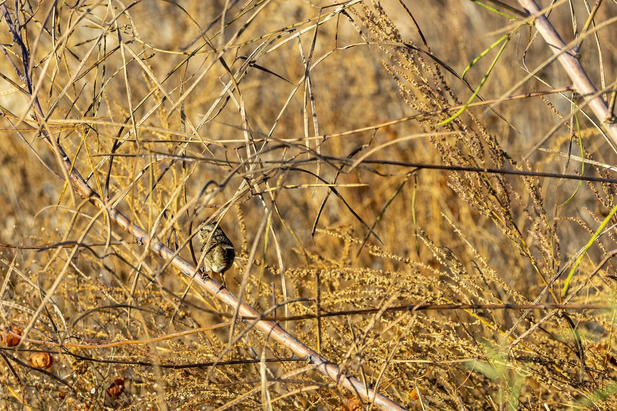 Lincoln's Sparrow - ML645356057