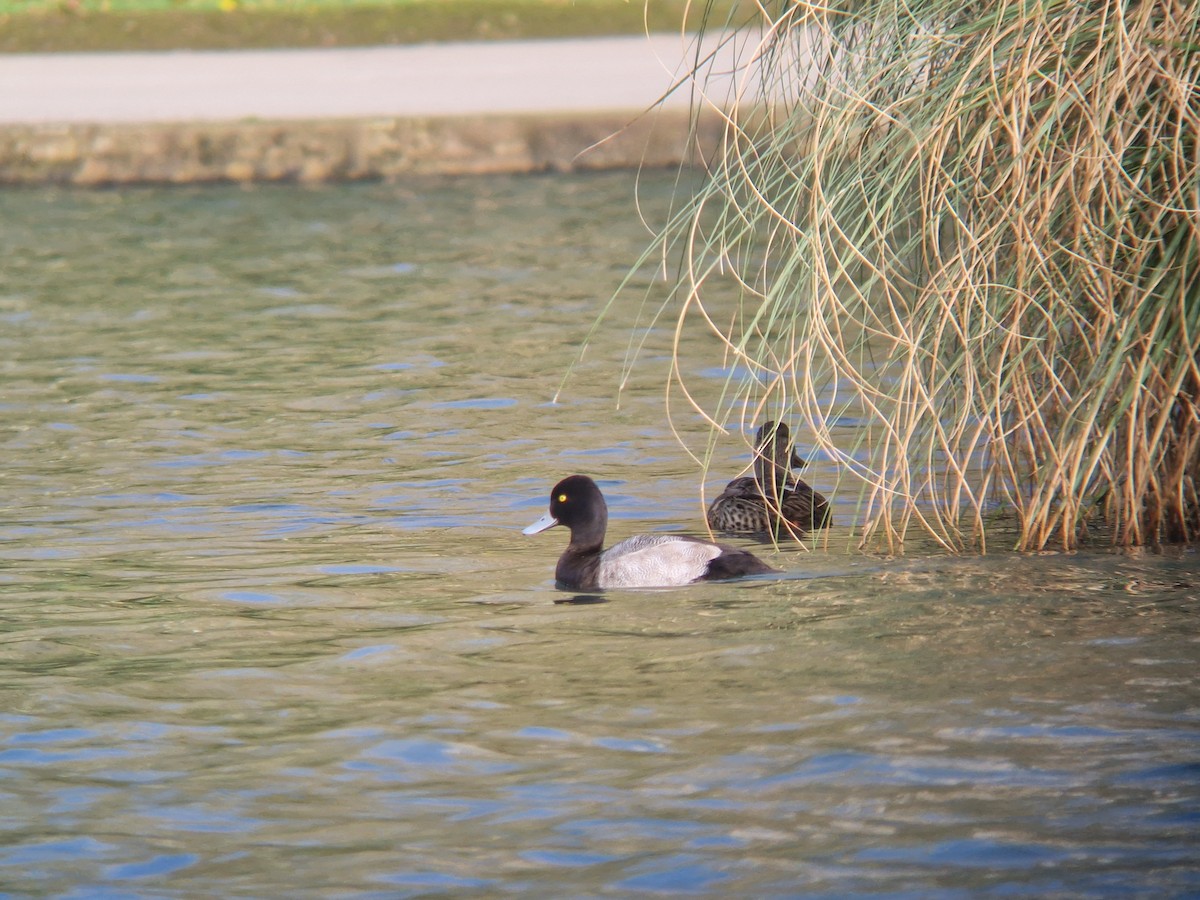 Lesser Scaup - ML645356078
