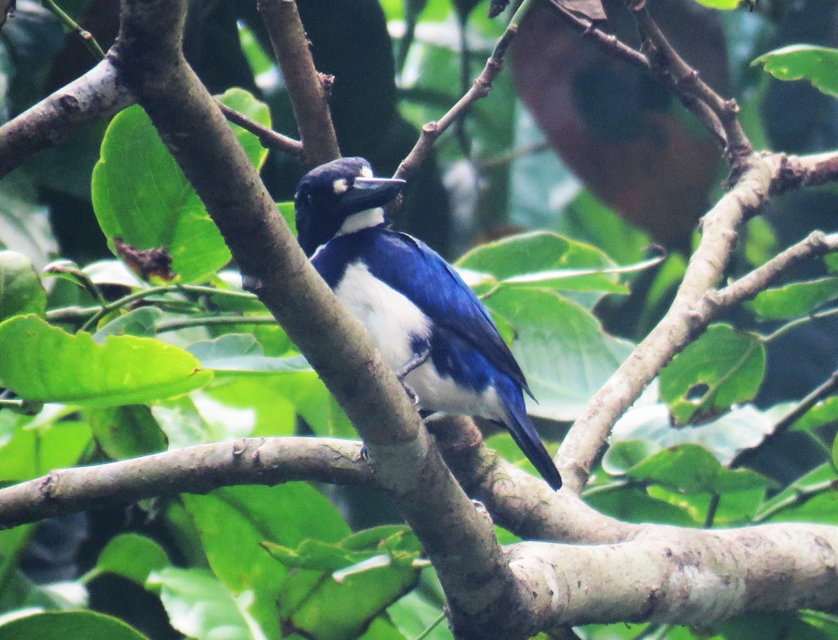 Blue-and-white Kingfisher - ML645356082