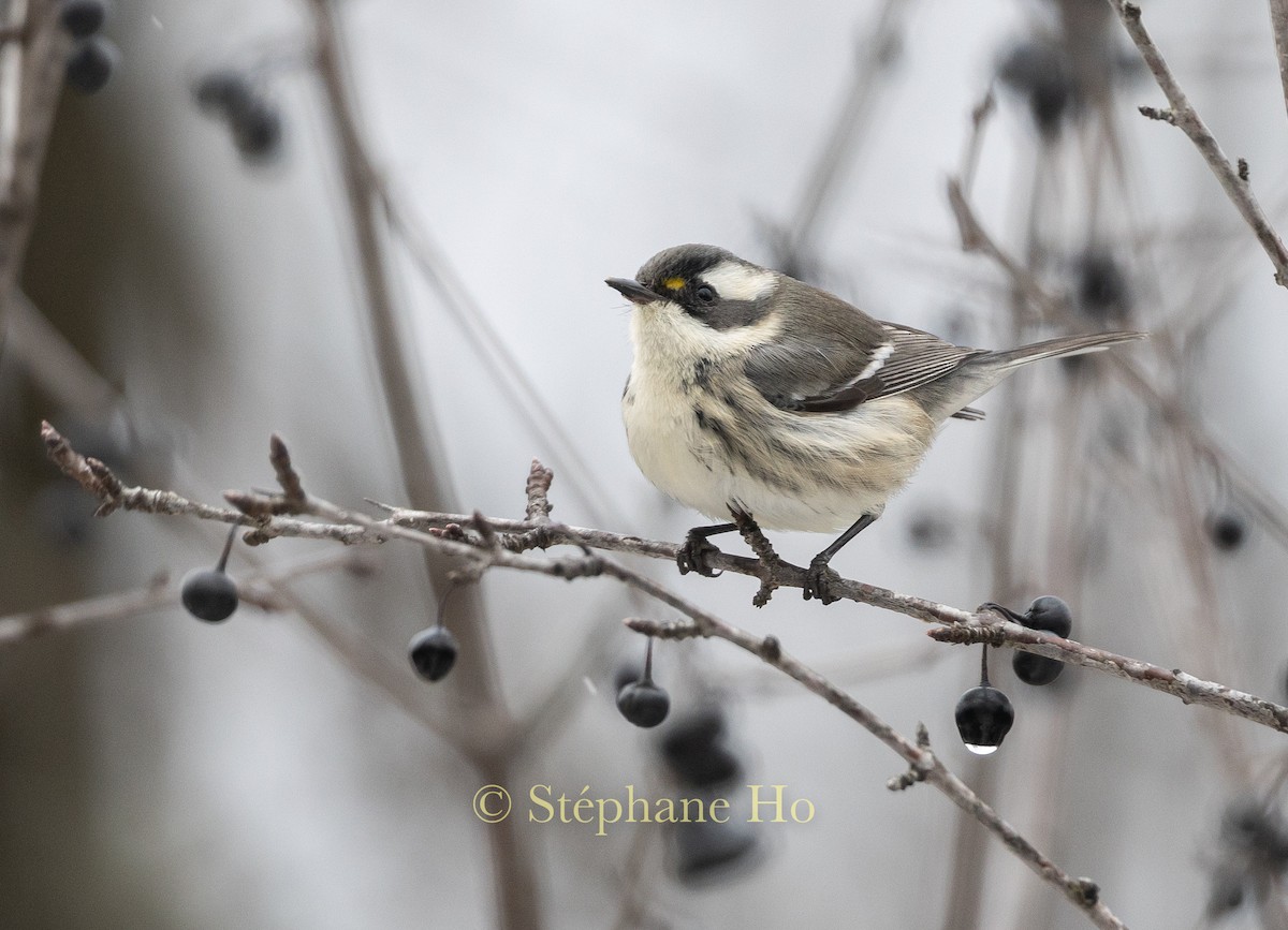 Black-throated Gray Warbler - ML645356089