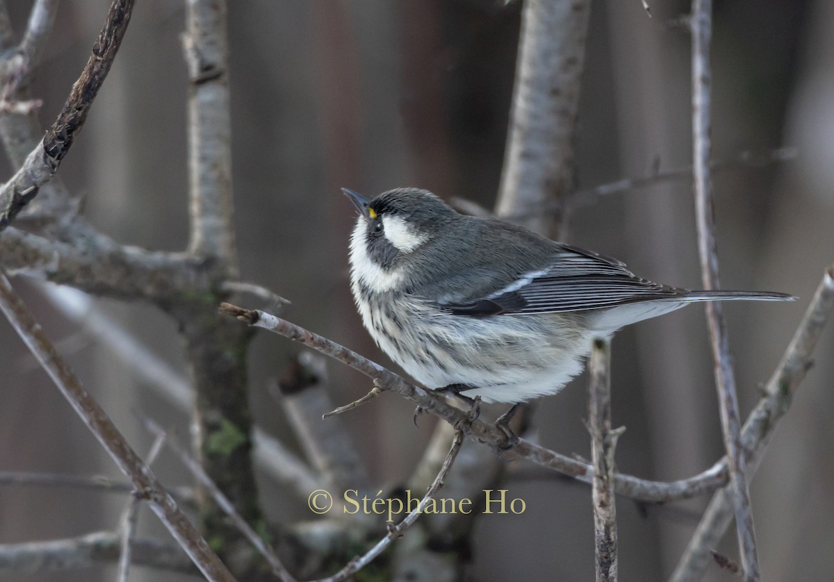 Black-throated Gray Warbler - ML645356090