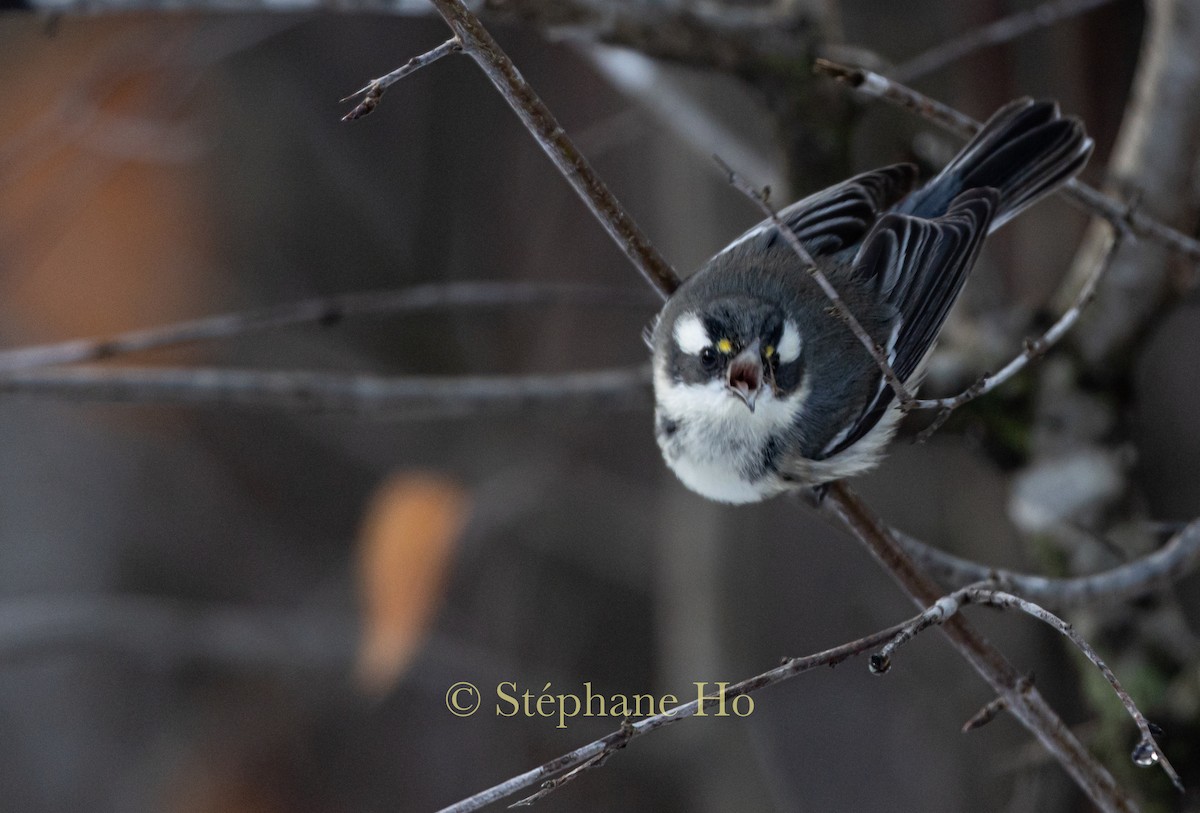 Black-throated Gray Warbler - ML645356091