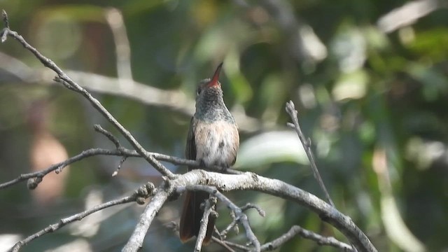 Buff-bellied Hummingbird - ML645356093