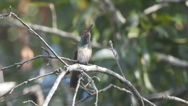 Buff-bellied Hummingbird - ML645356094