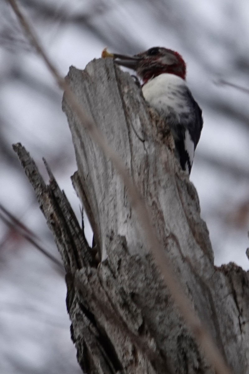 Red-headed Woodpecker - ML645356098