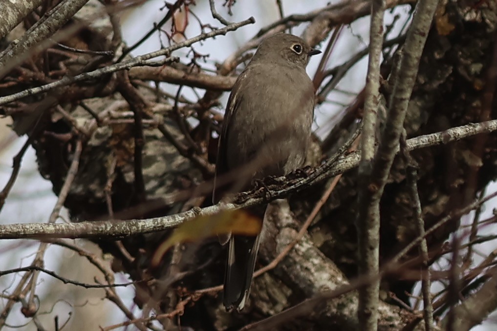 lesňák západní - ML645356099