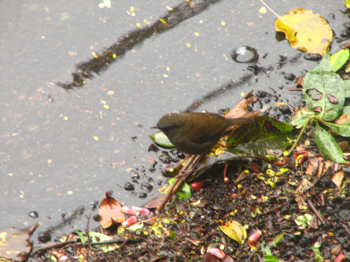 Black-billed Nightingale-Thrush - ML645356103