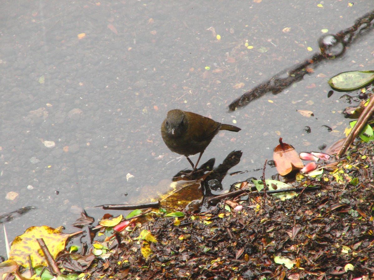Black-billed Nightingale-Thrush - ML645356104