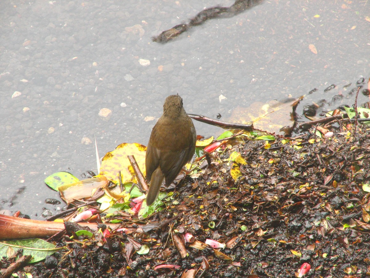 Black-billed Nightingale-Thrush - ML645356105