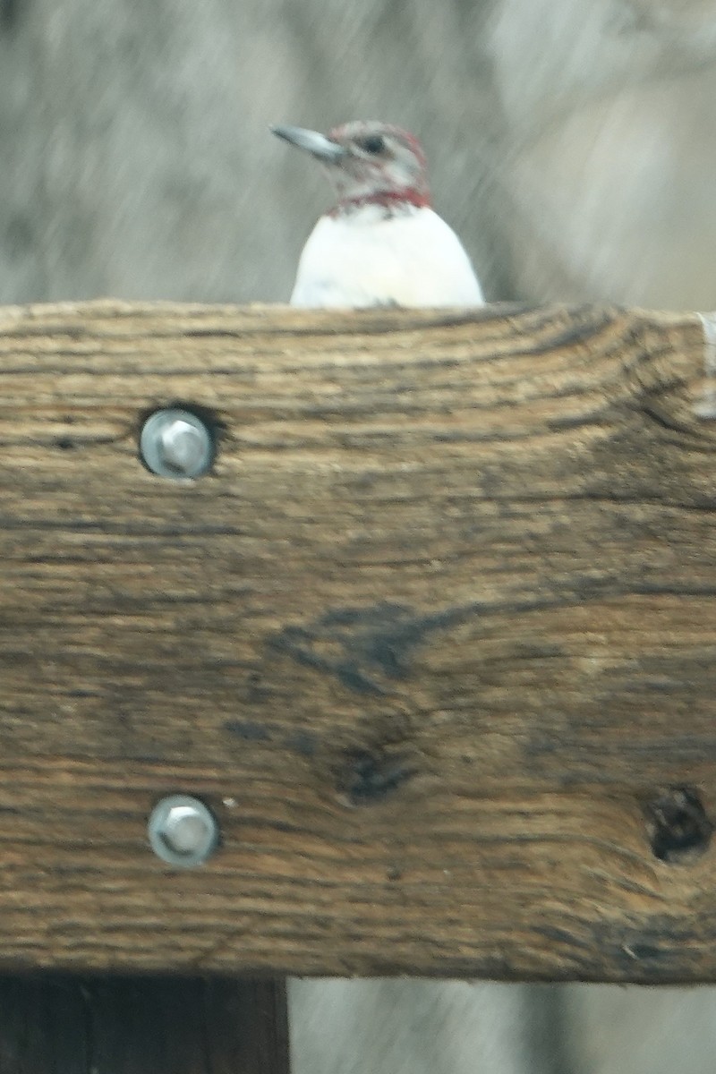 Red-headed Woodpecker - ML645356114