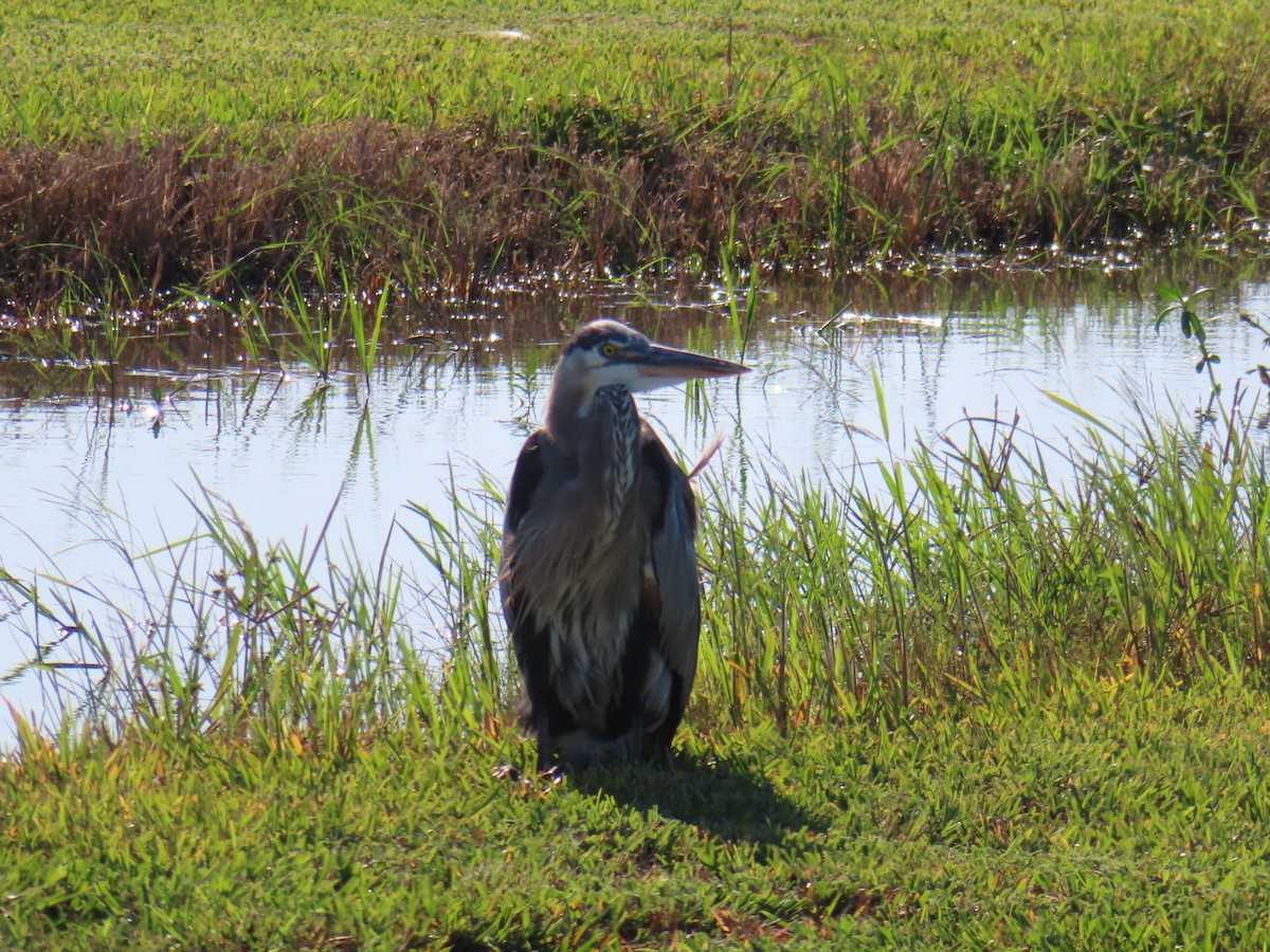 Great Blue Heron - ML645356115