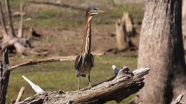 Héron vert - ML645356116