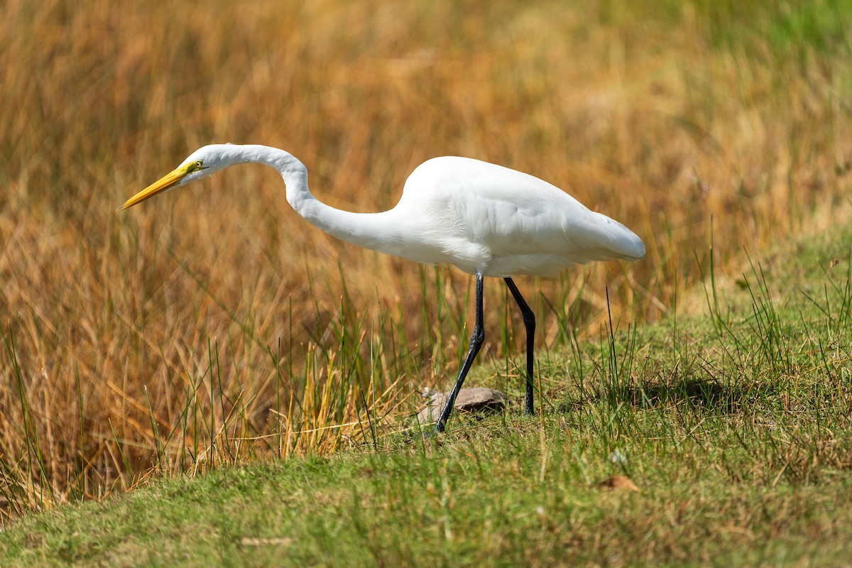 volavka bílá - ML645356121