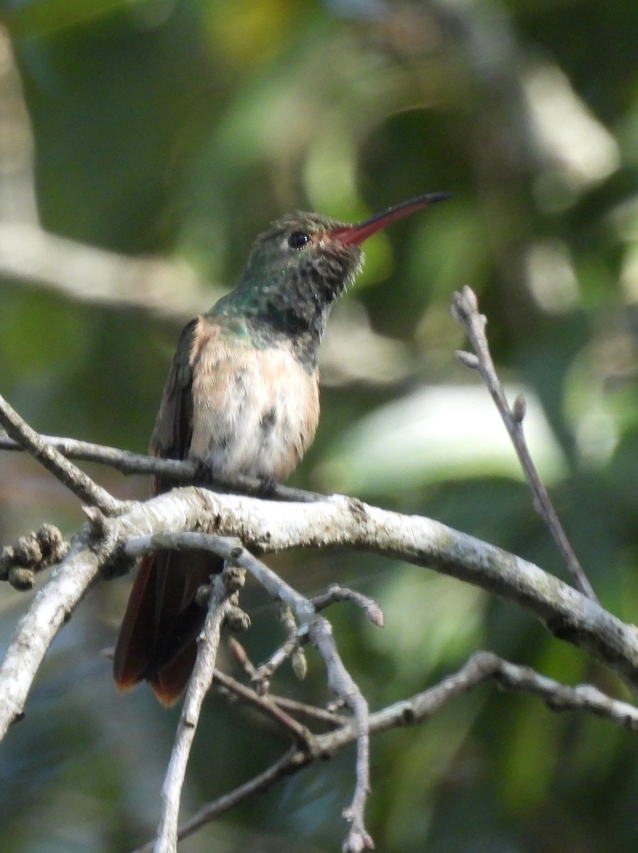 Buff-bellied Hummingbird - ML645356131