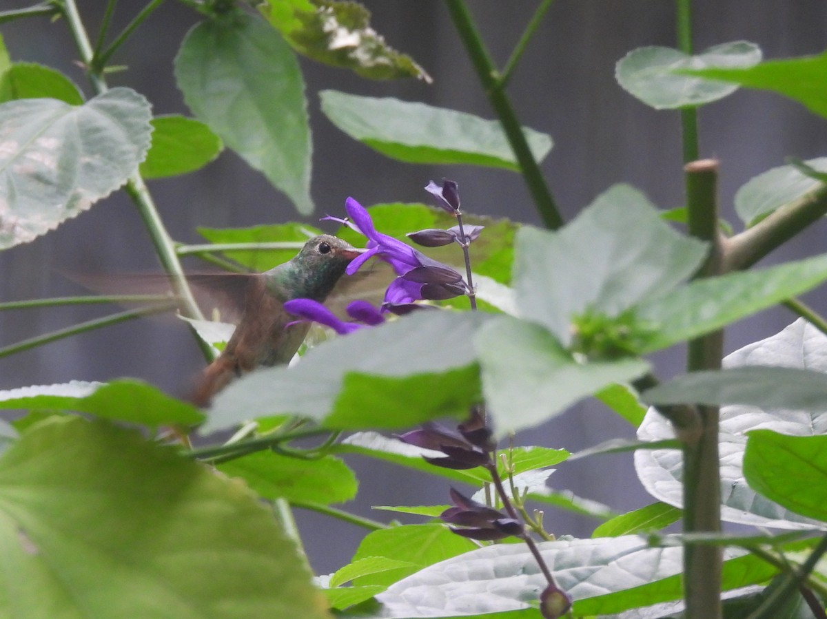 Buff-bellied Hummingbird - ML645356132