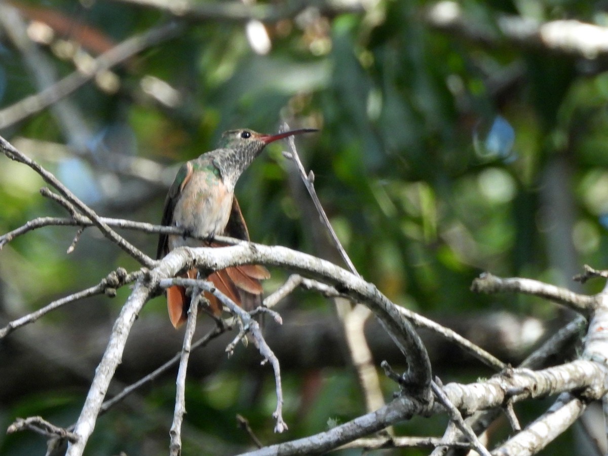 Buff-bellied Hummingbird - ML645356133