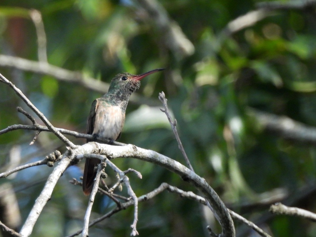 Buff-bellied Hummingbird - ML645356134