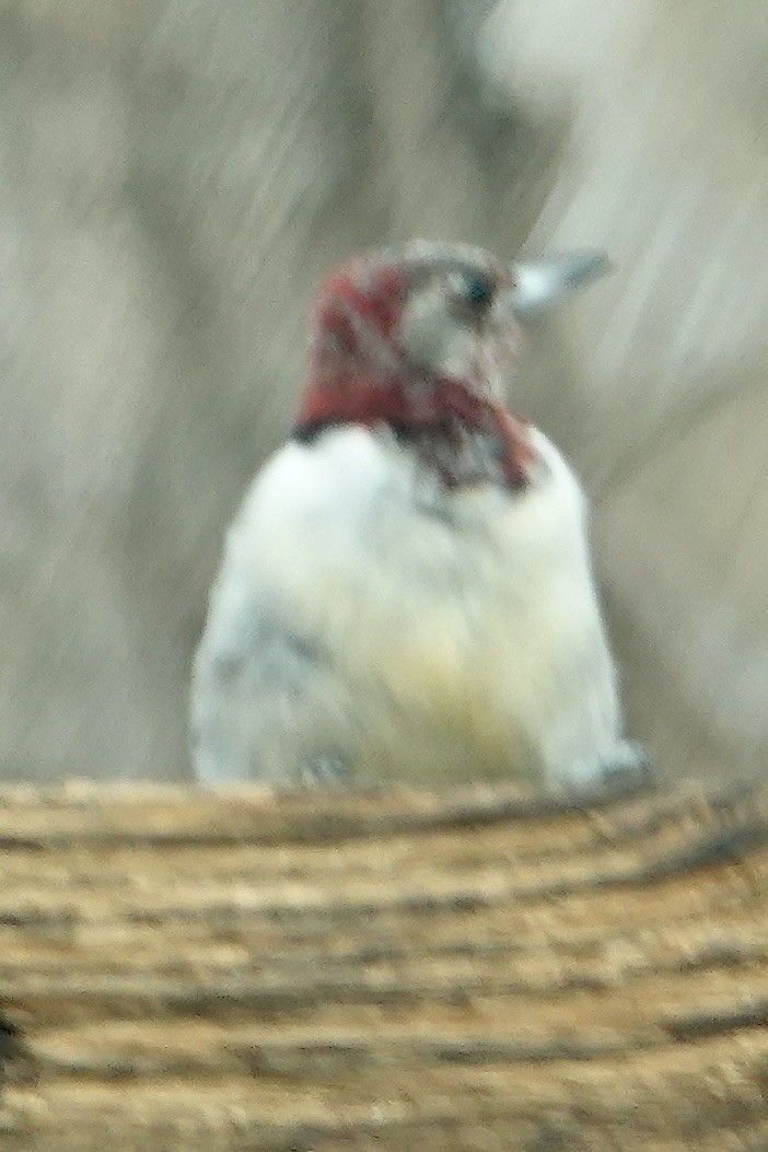 Red-headed Woodpecker - ML645356135