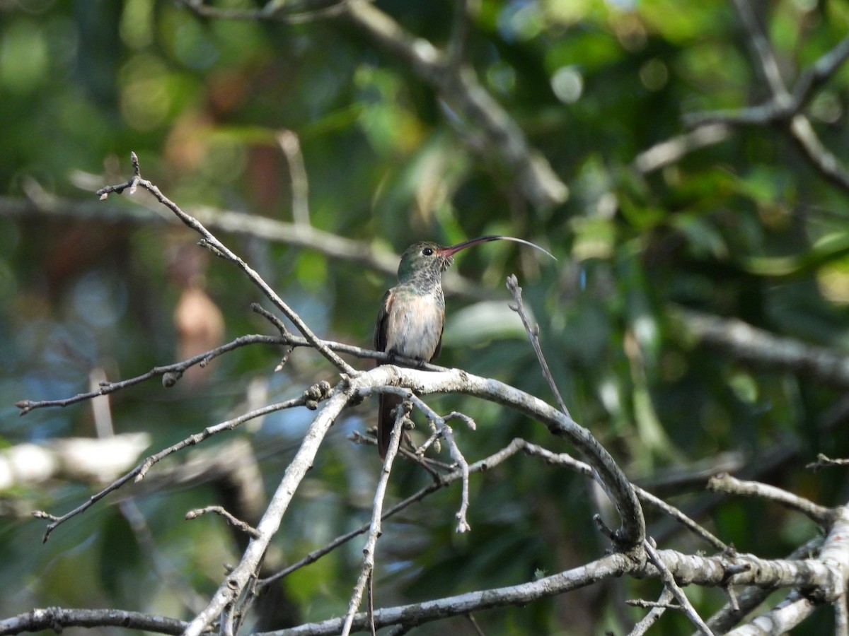 Buff-bellied Hummingbird - ML645356136