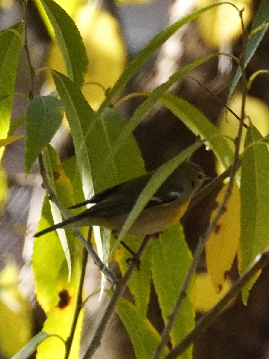 Northern Parula - ML645356141
