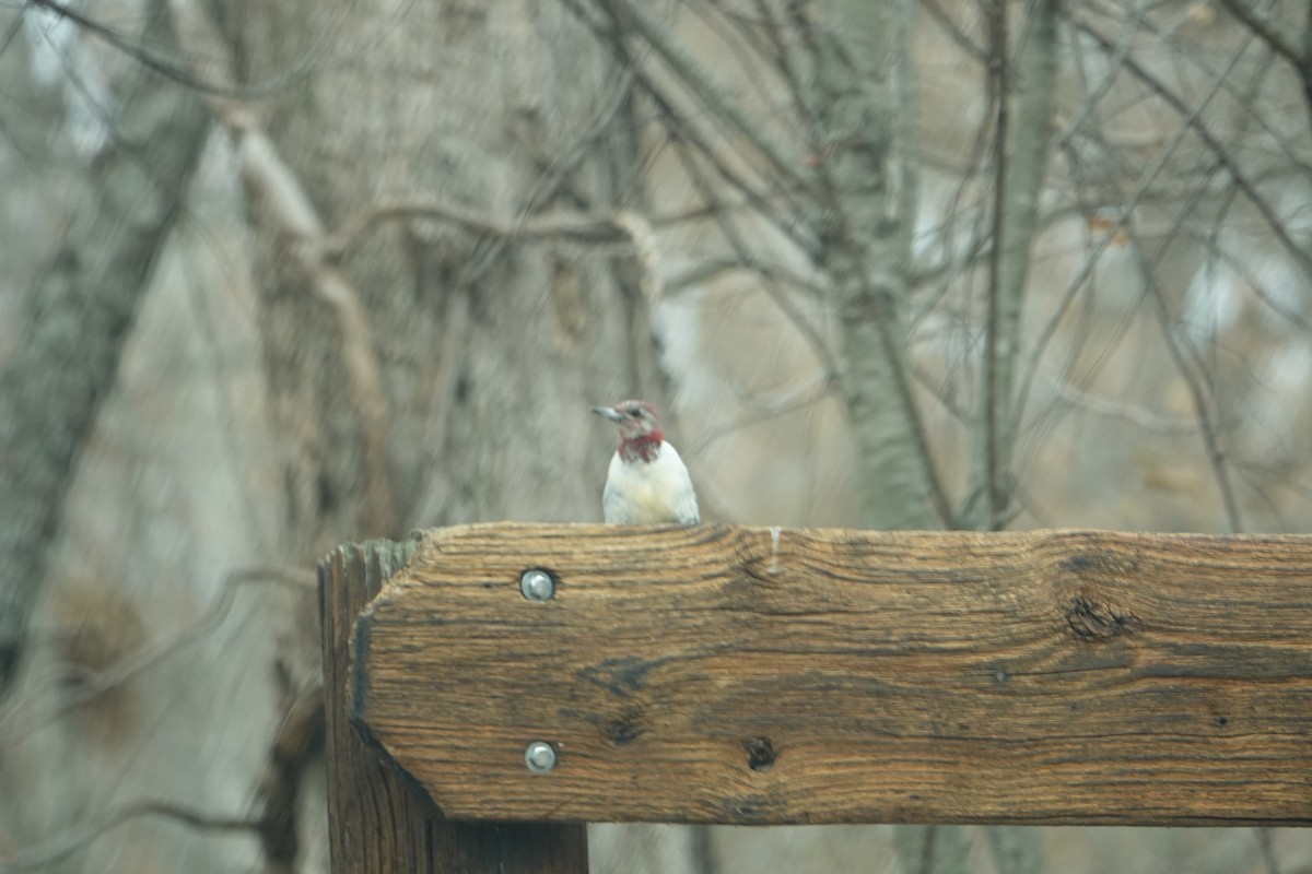 Red-headed Woodpecker - ML645356143