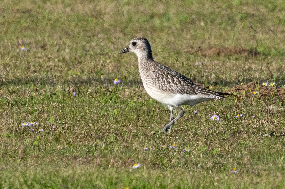 kulík bledý - ML645356157