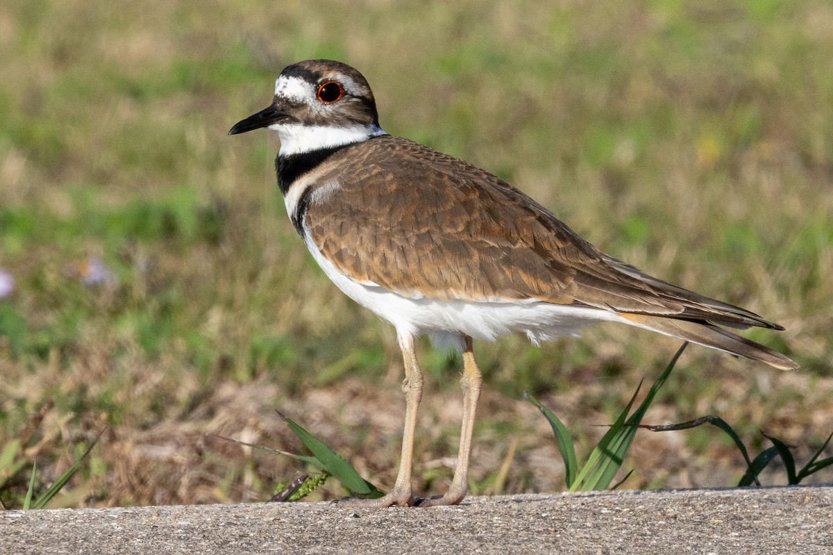 kulík rezavoocasý - ML645356158