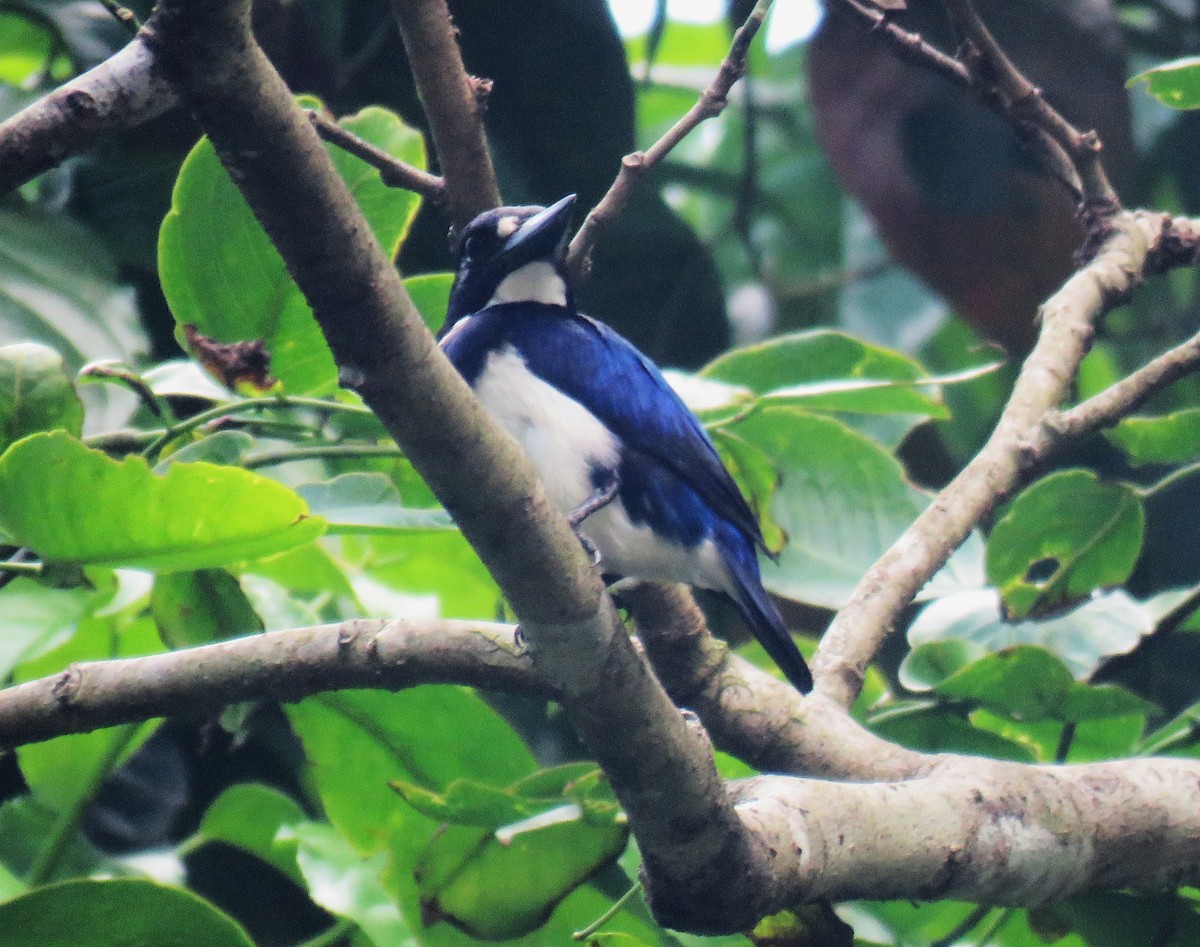 Blue-and-white Kingfisher - ML645356163