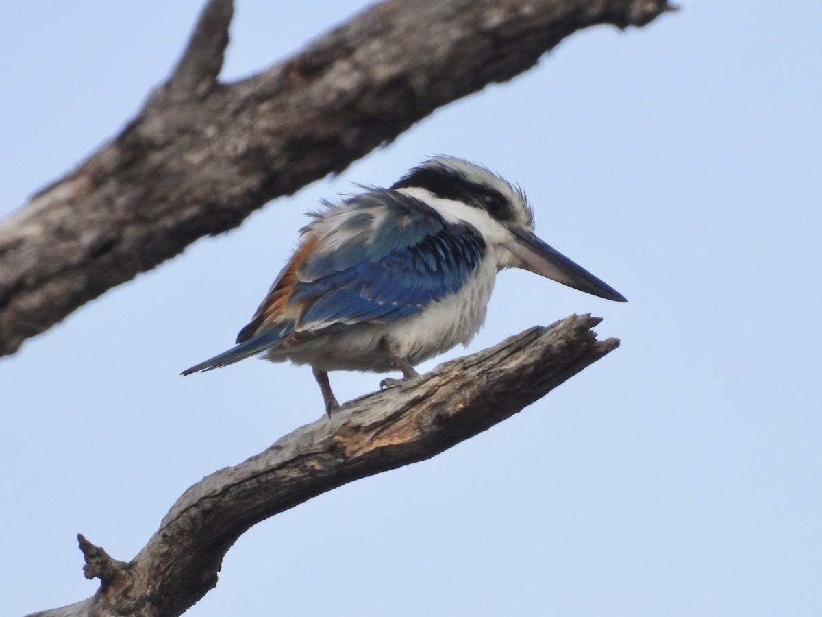 Rotbürzelliest - ML645356165