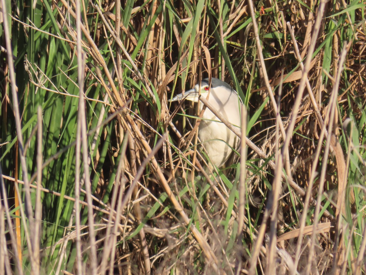 Black-crowned Night Heron - ML645356176